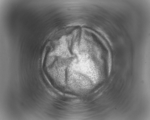 X0000068280153200605121921