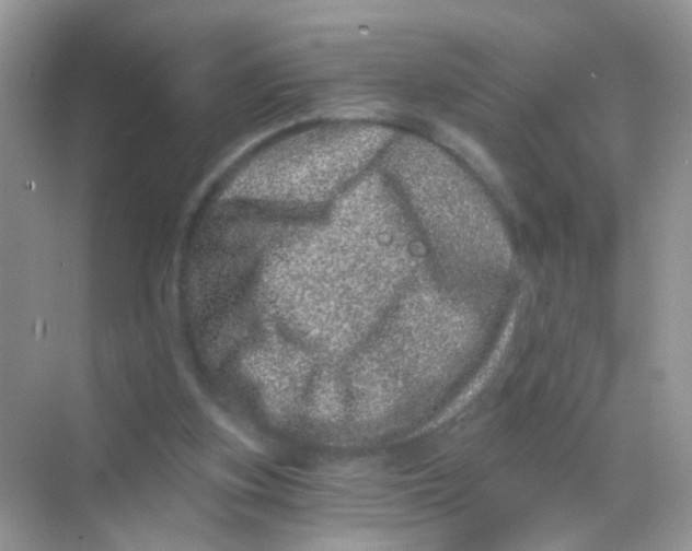 X0000068280155200605121921