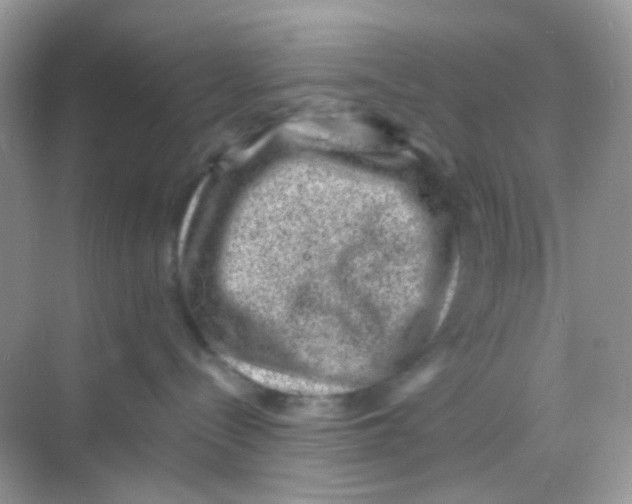 X0000068280288200605121920