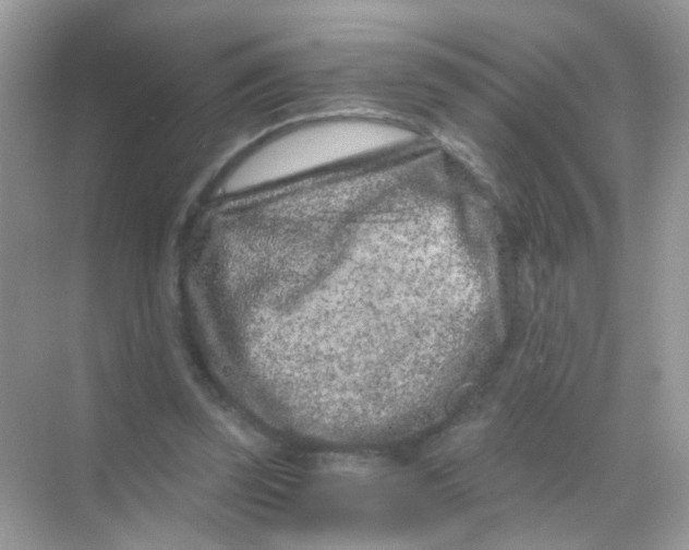 X0000068280347200605121918