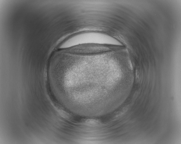 X0000068280348200605121918