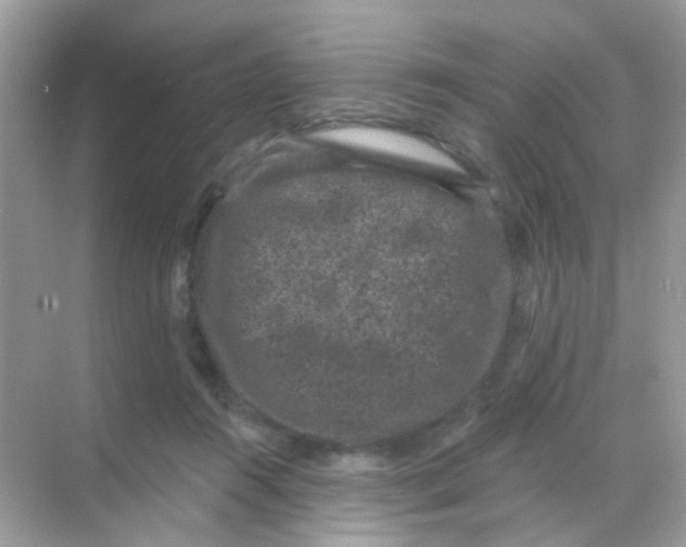 X0000068280360200605121918