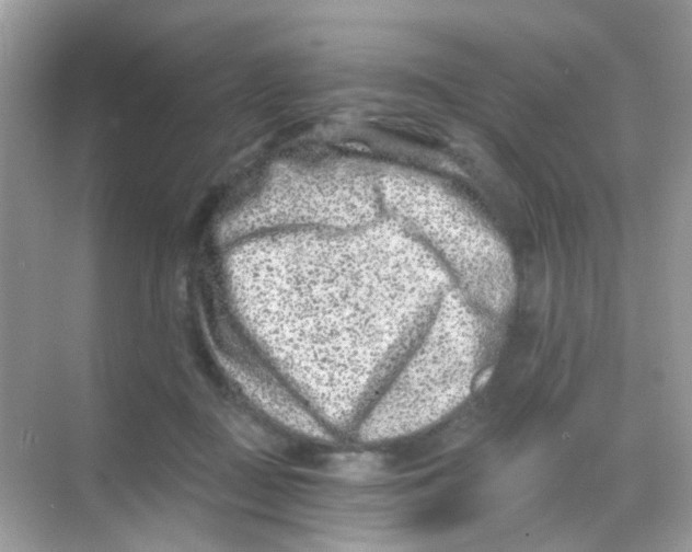 X0000068280363200605121918