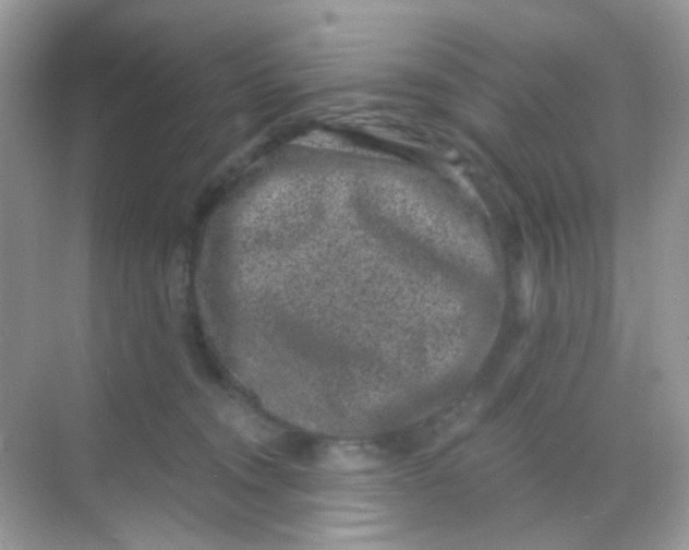 X0000068280372200605121918