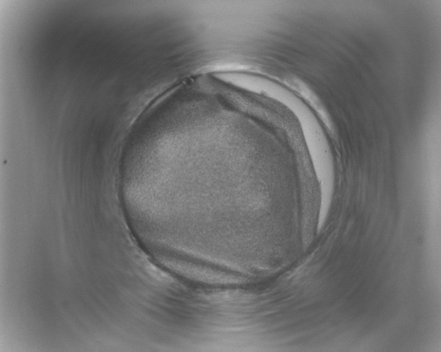 X0000068280385200605121917