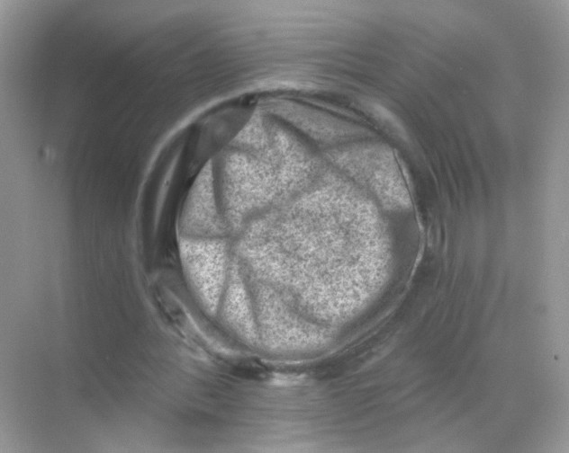 X0000068280388200605121917