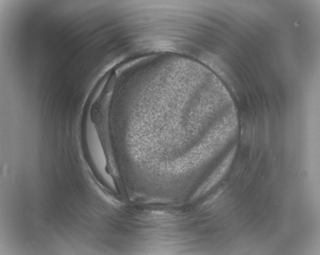 X0000068280390200605121917