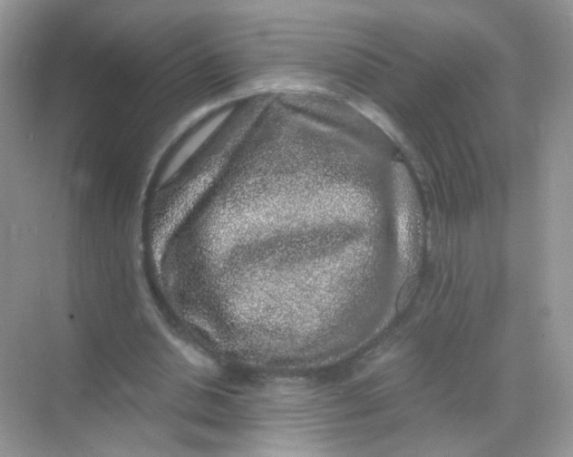 X0000068280438200605121916