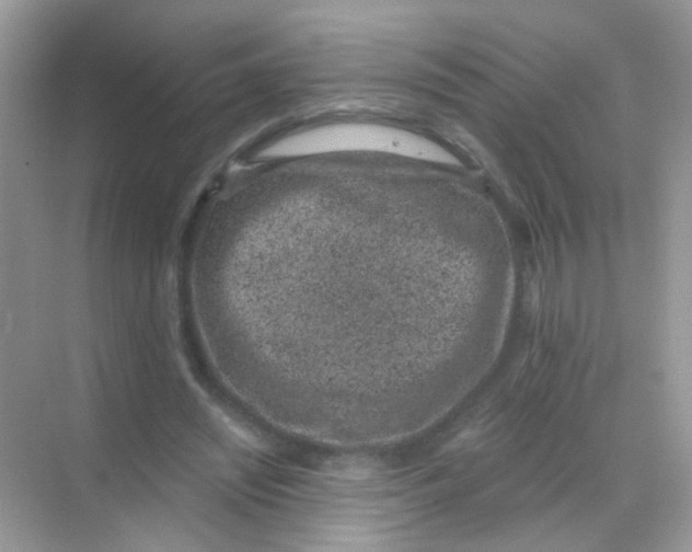 X0000068280444200605121916