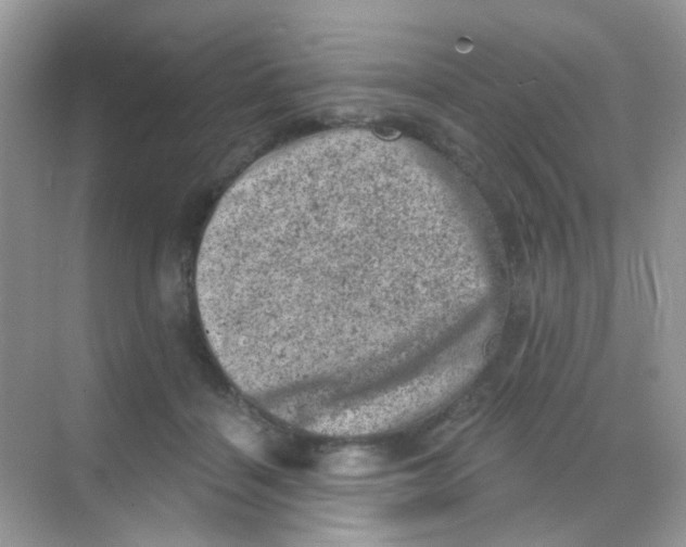 X0000068280460200605121916