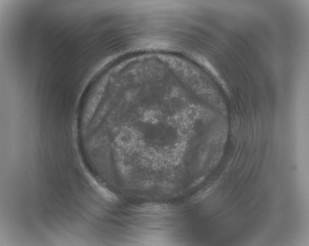 X0000068280629200605121913