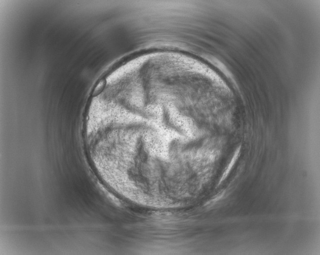 X0000068280799200605121910