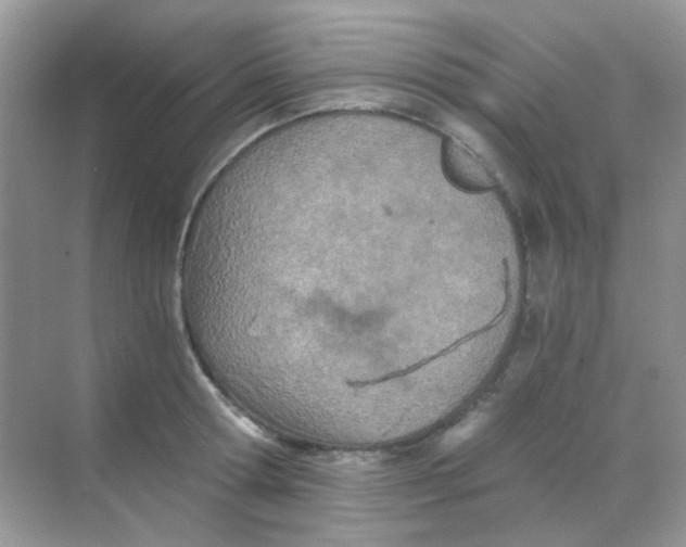 X0000068280802200605121910