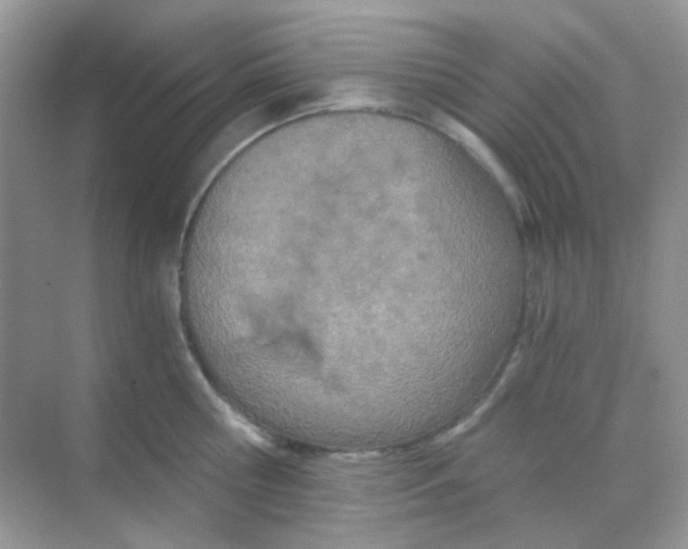 X0000068280810200605121910