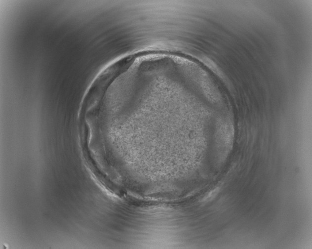 X0000068280838200605121910