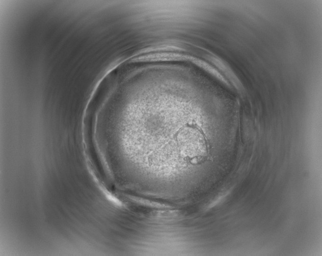 X0000068280858200605121910