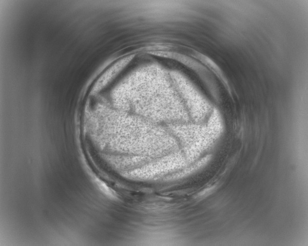 X0000068280859200605121910