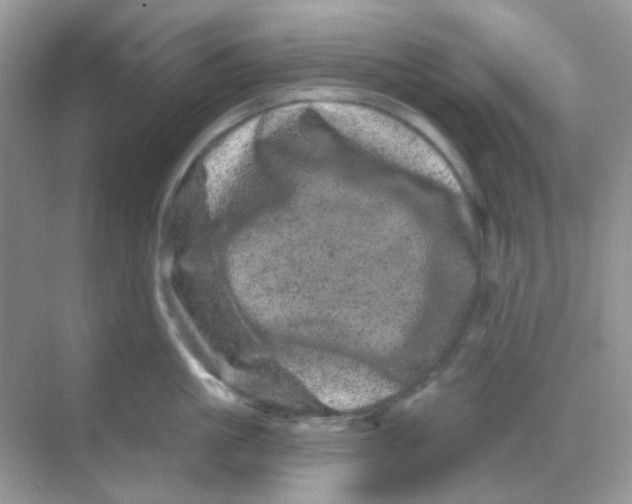 X0000068280861200605121910