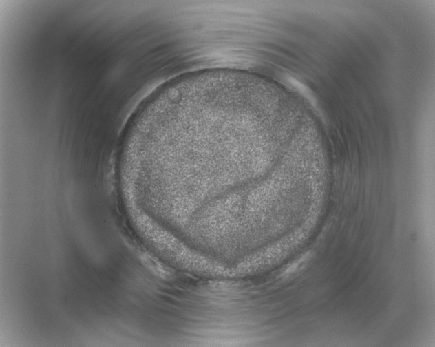 X0000068280875200605121909