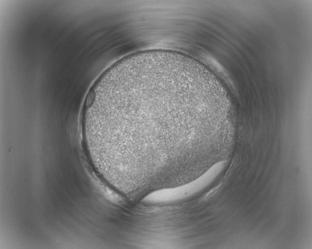 X0000068280892200605121909