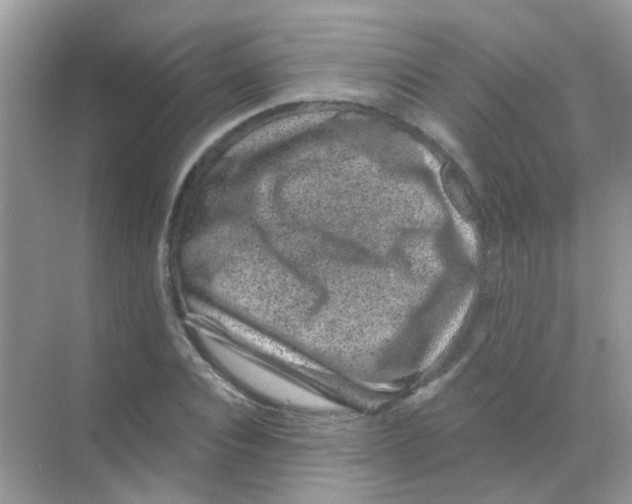 X0000068280928200605121908