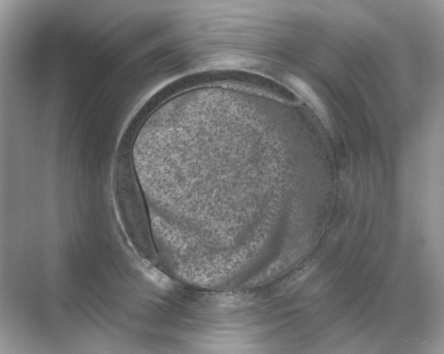 X0000068280948200605121908