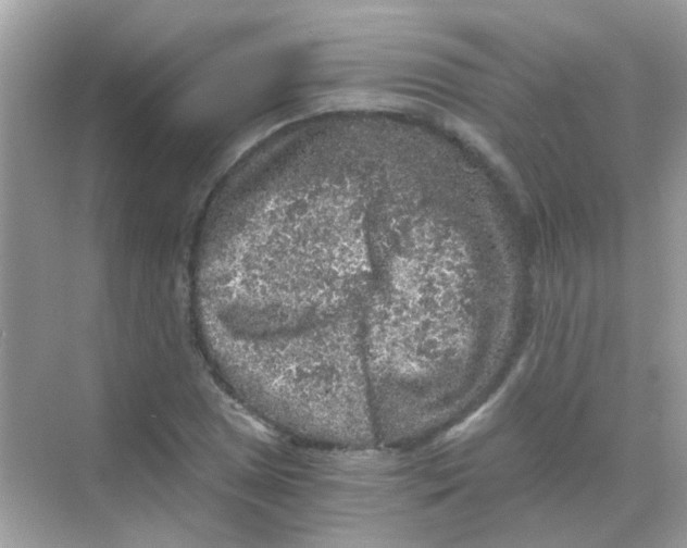 X0000068281025200605121906