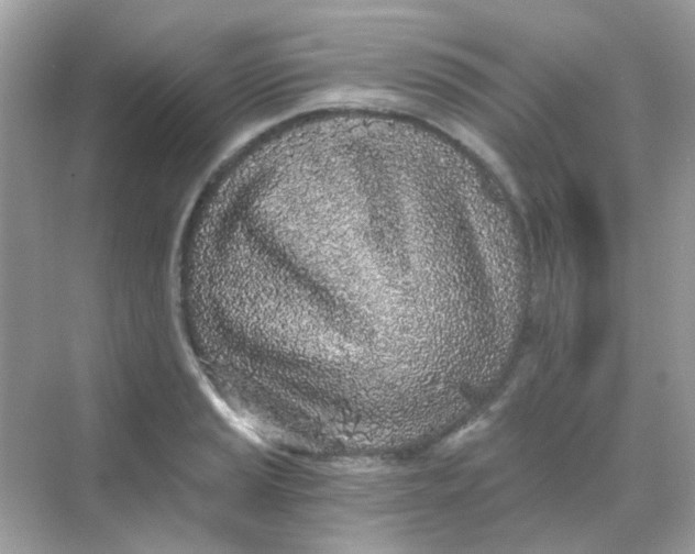 X0000068281037200605121907