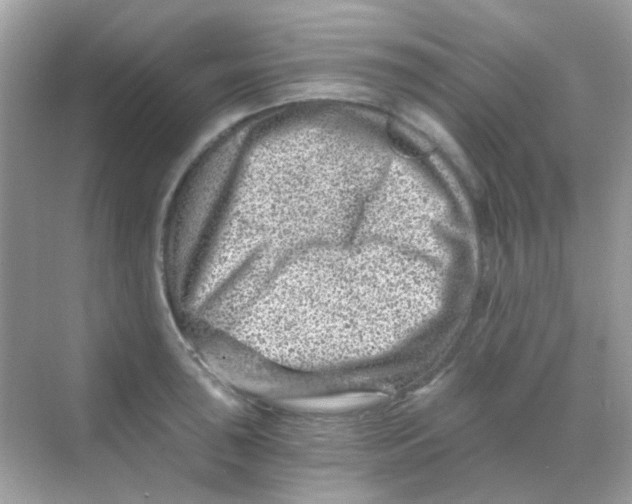 X0000068281043200605121907