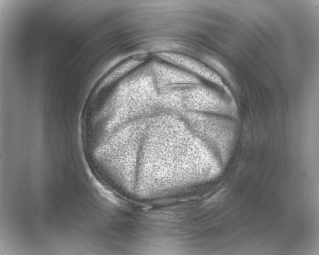 X0000068281047200605121907