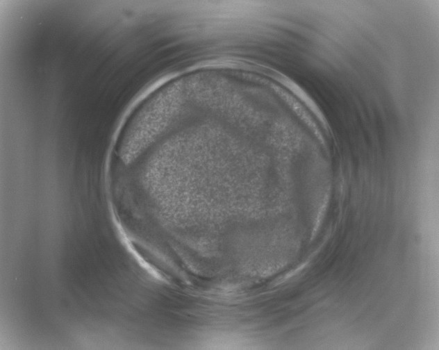 X0000068281053200605121907