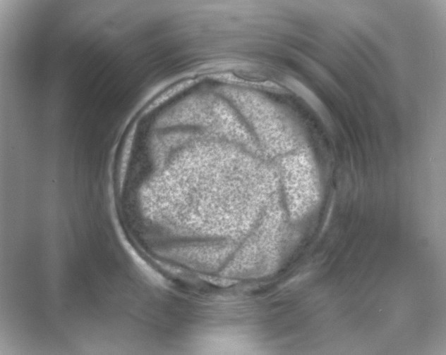 X0000068281055200605121907