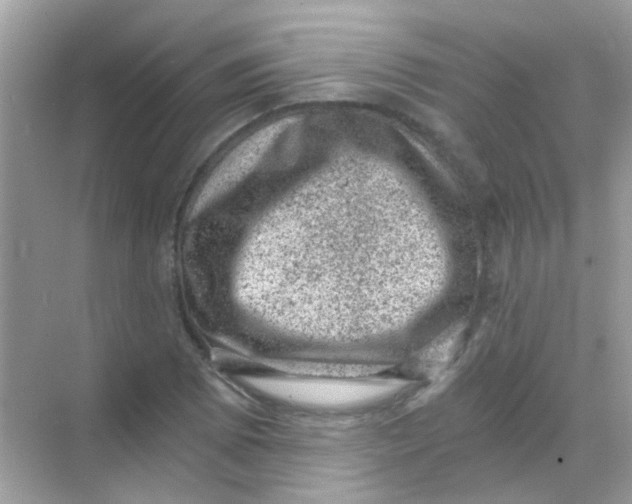 X0000068281073200605121906