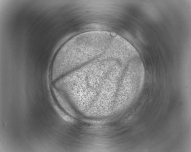 X0000068281098200605121905