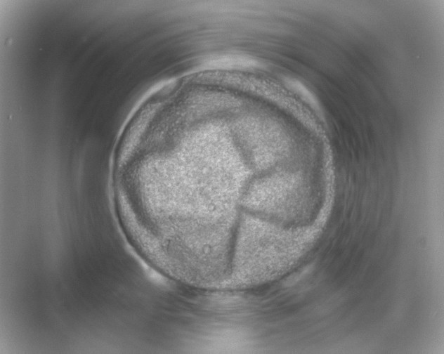 X0000068281103200605121905