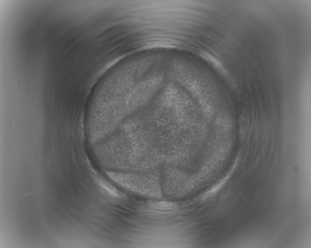 X0000068281113200605121905