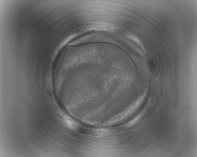 X0000068281114200605121905