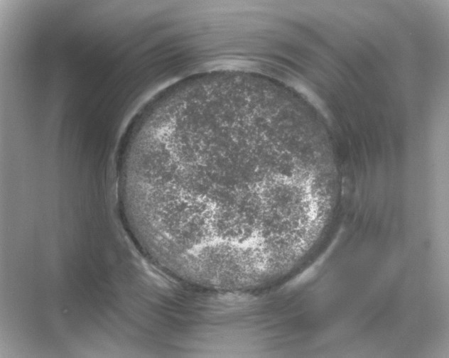 X0000068281117200605121905