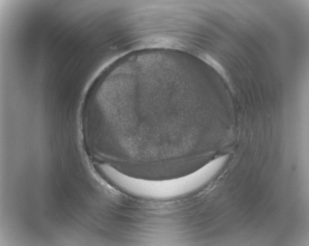 X0000068281120200605121905