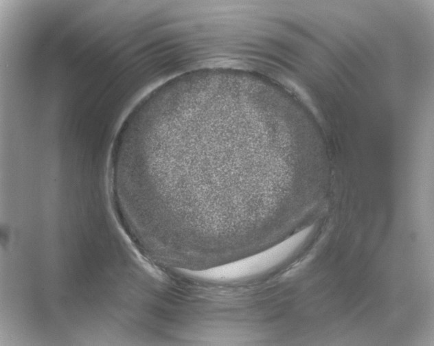 X0000068281125200605121905