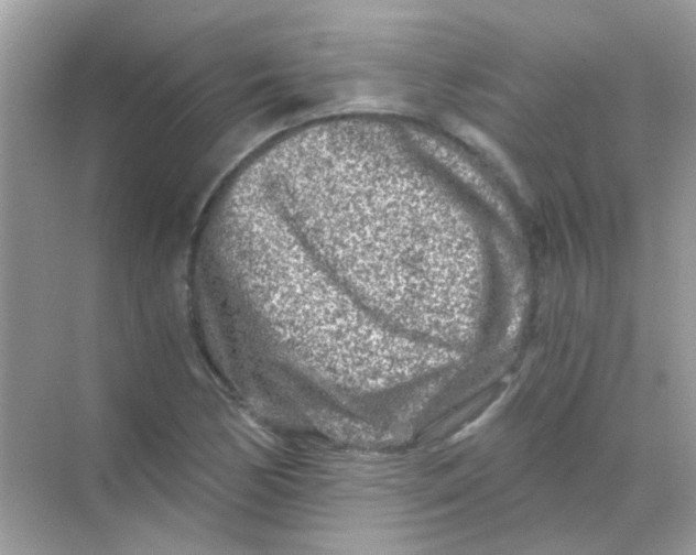 X0000068281170200605121904