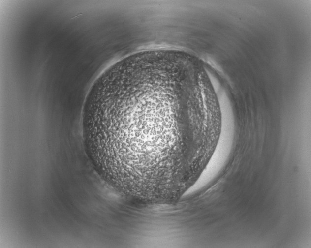 X0000068281173200605121904