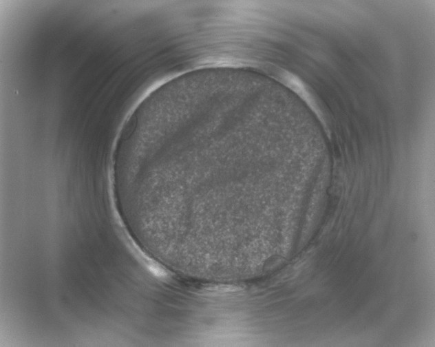 X0000068281187200605121904