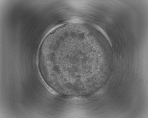 X0000068281195200605121904