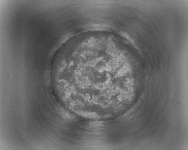 X0000068281211200605121903