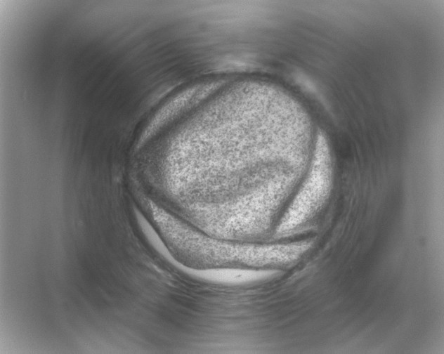 X0000068281217200605121903