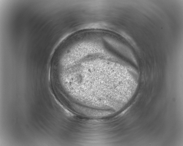 X0000068281224200605121903