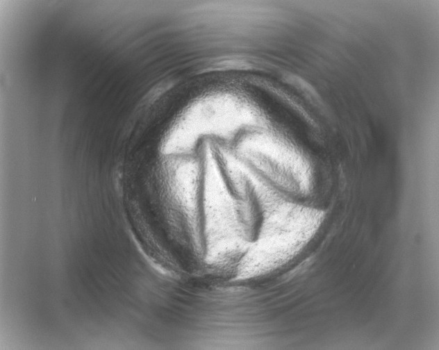 X0000068281225200605121903