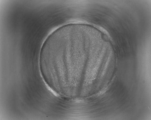 X0000068281231200605121903