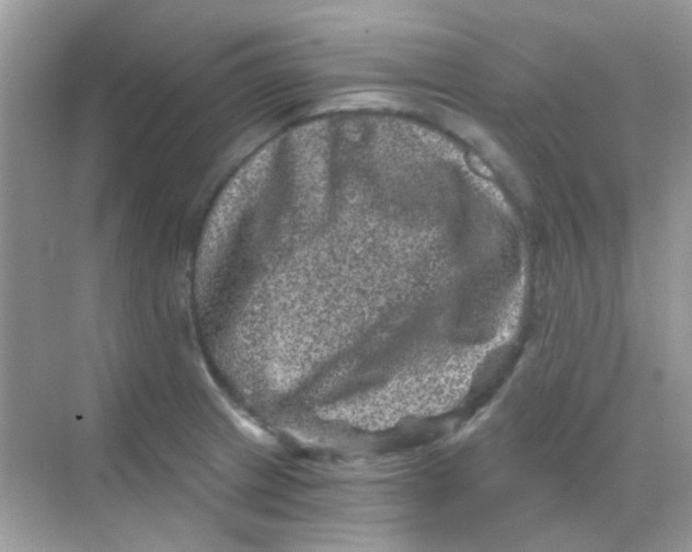 X0000068281233200605121903